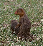 Common dwarf mongoose, Serengeti